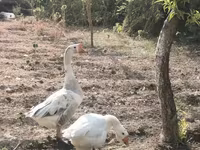 Geese — Foto 1