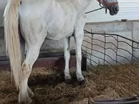 Kuda betina, Lipizzaner — foto 1