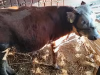 Bou, Simmental cattle — foto 5
