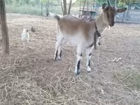 Capra, Alpine goat — foto 6