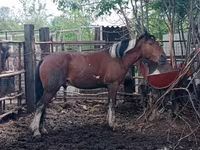 اسب نر, Altai horse — عکس 6