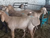 Vædder, Hissar sheep — foto 2