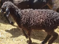 Sheep, Sheep — photo 3