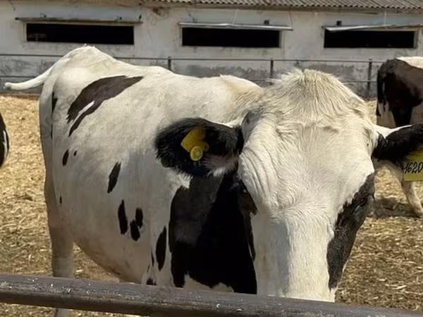 Vaca, Raza Holstein