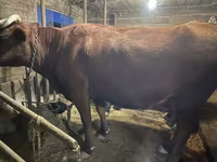 Αγελάδα, Swiss cattle — φωτογραφία 3