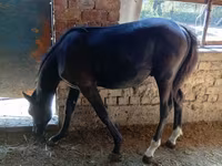 Hingst, Heste — foto 6