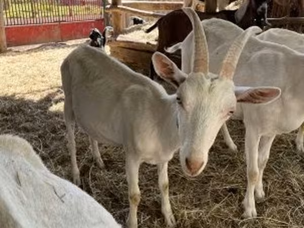 Kozioł, Saanen goat