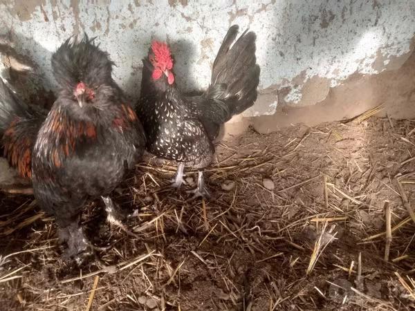 ياباني بانتام