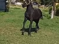 مادیان, اسب — عکس 4