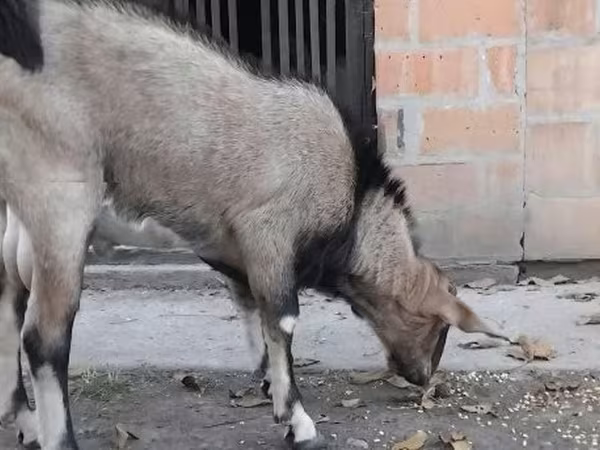 ஆண் வெள்ளாடு, Nubian Goat
