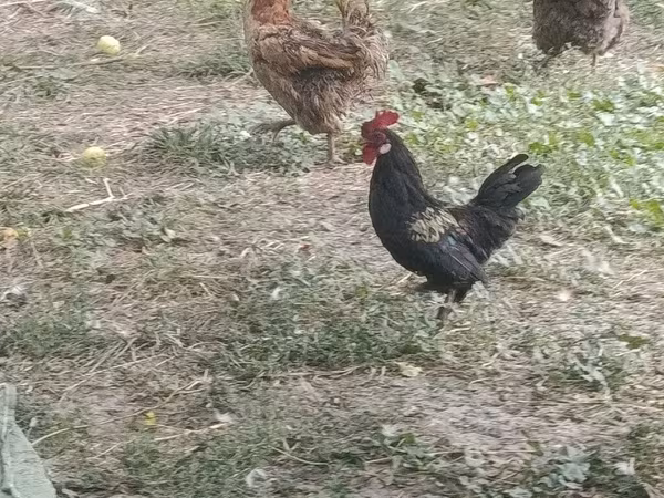 Japanisches Bantam