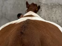 گاو ماده, Simmental cattle — عکس 3