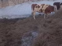 Krava, Simmental cattle — fotografija 2