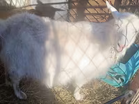 بز ماده, Alpine goat — عکس 4