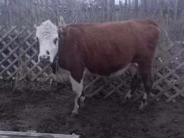 Lembu betina, Latvian Blue cattle