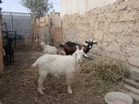 Kambing jantan, Sheep — foto 3