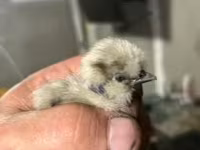 Ayam Cemani — foto 6