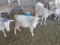 Արու այծ, Saanen goat — լուսանկար 3