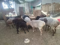 Carneiro, Arashan sheep — foto 1