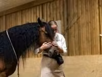 Кобила, Friesian — снимка 7