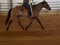 母马, Quarter Horse — 照片 3