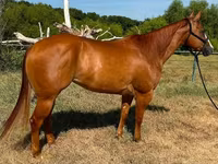 Jument, Quarter Horse — photo 6