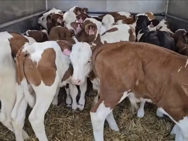Toro, Simmental cattle