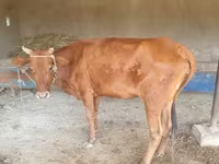 گاو ماده, گاو — عکس 4