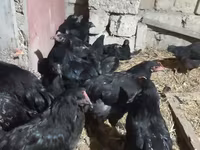 Australorp — foto 6