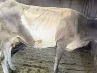 Mucca, Bovini — foto 1