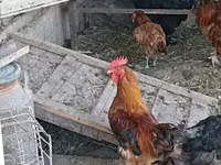 Chickens — zdjęcie 4
