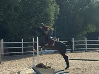 Faras dhaddig, Friesian sport horse — sawirka 2