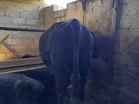 Bull, Red Polled Cow — photo 6
