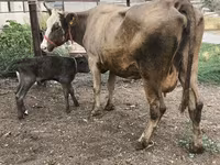 암소, Simmental cattle — 사진 6