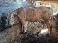 گاو نر, Simmental cattle — عکس 3