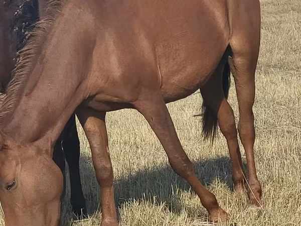 Cavalla, Horse breed
