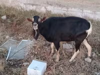 ወንድ ፍየል, Alpine goat — ፎቶ 2