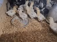 Australorp — zdjęcie 6
