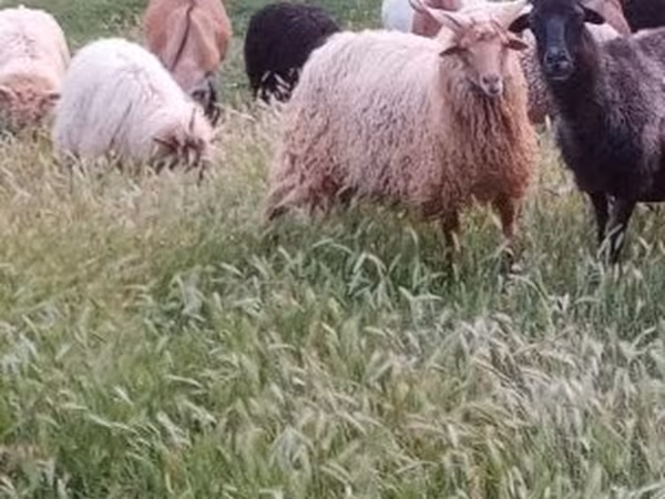 แกะตัวผู้, Racka sheep