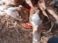 Turkeys — 照片 1
