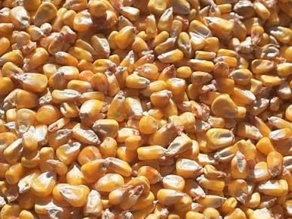 Продаю кукурузу
