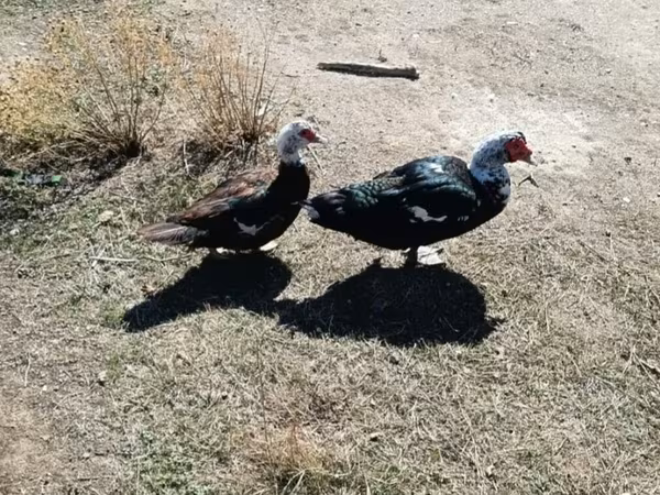Ducks