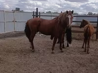 اسب نر, Kushum Horse — عکس 2