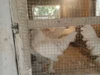 Chickens — foto 3