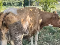 Kuh, Simmental cattle — Foto 3