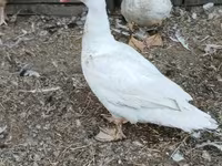 Ducks — fotografija 2