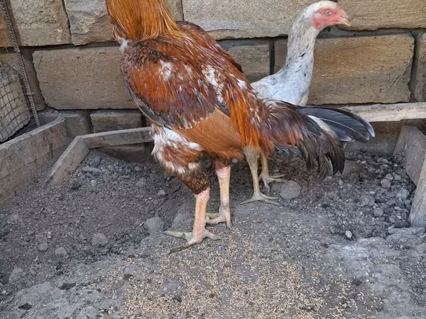 Chickens