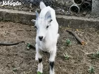 بز نر, بز — عکس 3