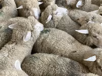 Sheep, Sheep — photo 4