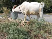 Buk, Saanen goat — foto 4